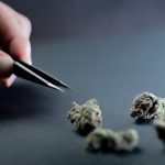 Buy cannabis in Palermo image_372.jpg