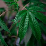 Buy THC cannabis in Bydgoszcz image_377.jpg