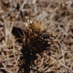 Buy THC marijuana in Stuttgart image_414.jpg