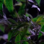 Buy the weed in Marbella image_454.jpg