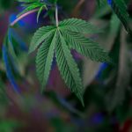 Weed store in Cordoba image_563.jpg