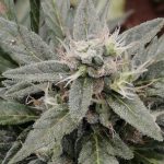 Weed store in Denmark image_634.jpg