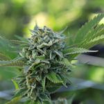 THC weed in Duisburg image_649.jpg