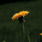 Weed store in Austria image_659.jpg