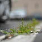 Buy THC cannabis in Zagreb image_761.jpg