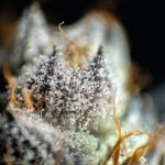 Buy THC marijuana in Bergen image_794.jpg