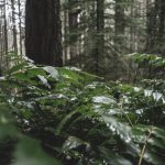 Weed store in Germany image_809.jpg