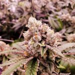 Cannabis shop in Zermatt image_813.jpg