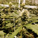 Marijuana store in Crete image_878.jpg