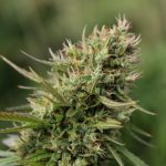 THC weed in Croatia image_913.jpg